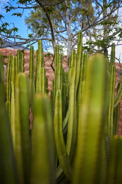 Djupa kaktus med ett träd på bakgrunden — Stockfoto