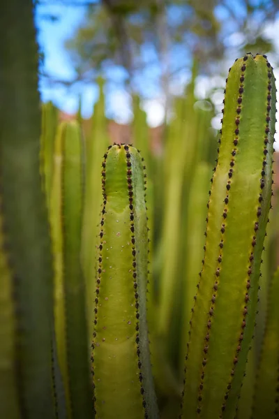 Detalj av en grön kaktus med fler av dem på bakgrunden — Stockfoto