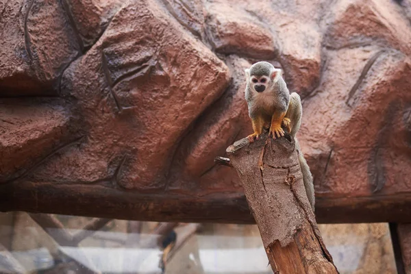 Πίθηκος σκίουρος σε ένα τεχνητό οικότοπο (Saiμίρι σκιούρους) — Φωτογραφία Αρχείου