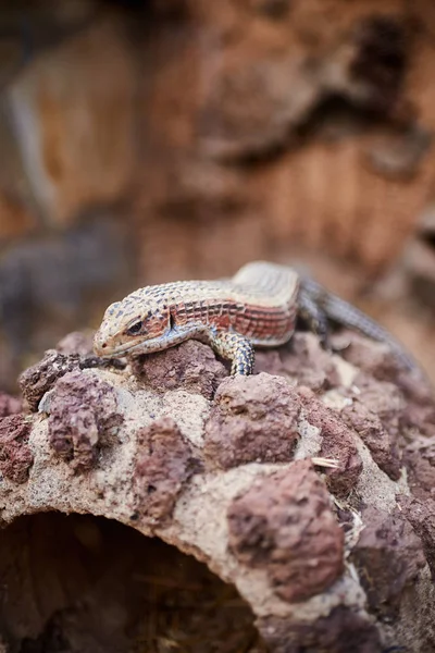 Pequeno lagarto desfrutando do sol em uma rocha — Fotografia de Stock