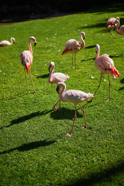 Flamingos on grass field (Phoenicopterus roseus) — Stock Photo, Image