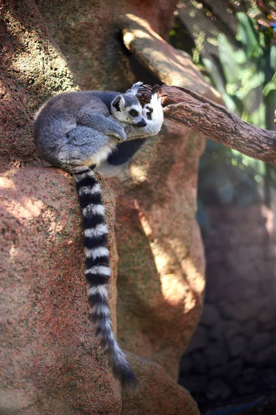 Lemur descansando sobre una roca —  Fotos de Stock