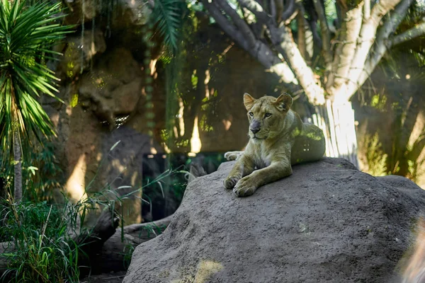 Kayanın üzerinde oturan dişi aslan — Stok fotoğraf