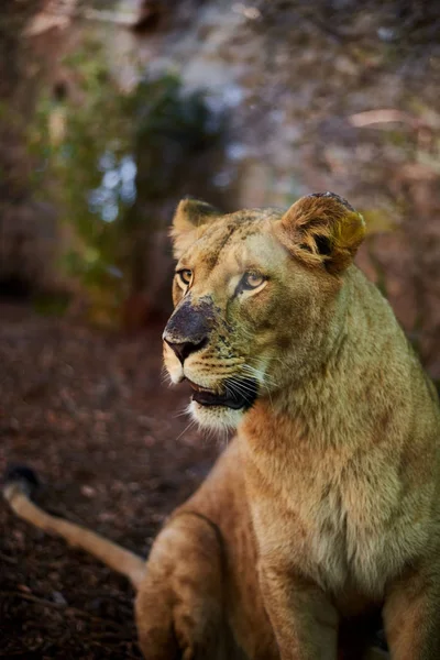 Portrait of a female lion — Stock Photo, Image