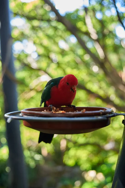 Красный попугай ест из кормушки — стоковое фото