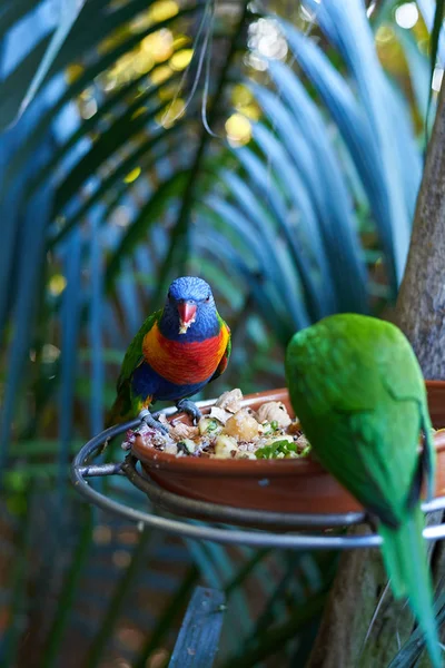 Два зеленых попугая едят из кормушки — стоковое фото