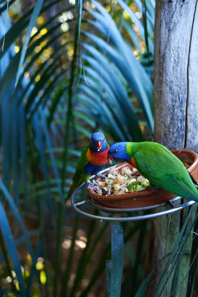 Два зеленых попугая едят из кормушки — стоковое фото