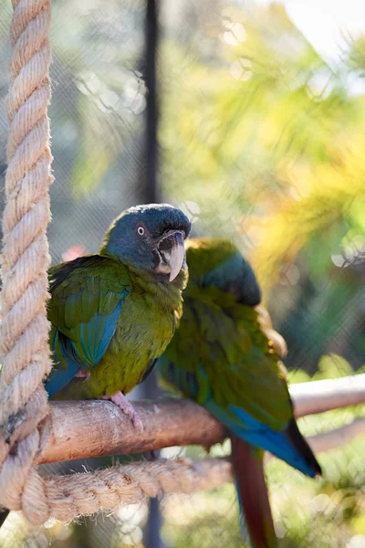 Два попугая отдыхают в искусственной среде — стоковое фото