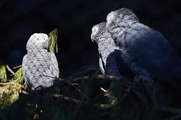 Три серых попугая под прямым солнечным светом — стоковое фото