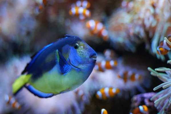 Paracanthurus hepatus bazı palyaço balık ile yüzme