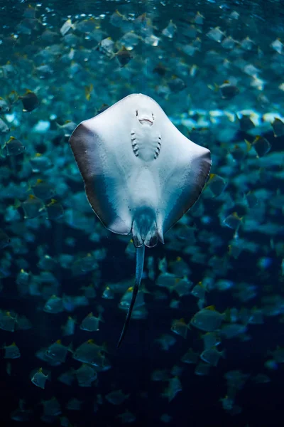 Bir balık okulu içinde yukarıdan stingray yüzme