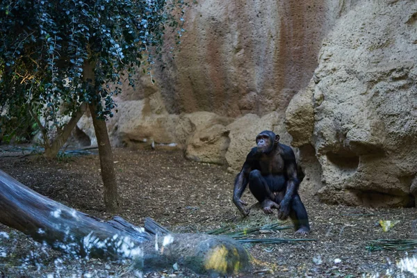 人工環境上のチンパンジー — ストック写真