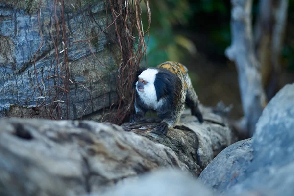 Marmoset comum (Callithrix jacchus) em um ambiente natural — Fotografia de Stock