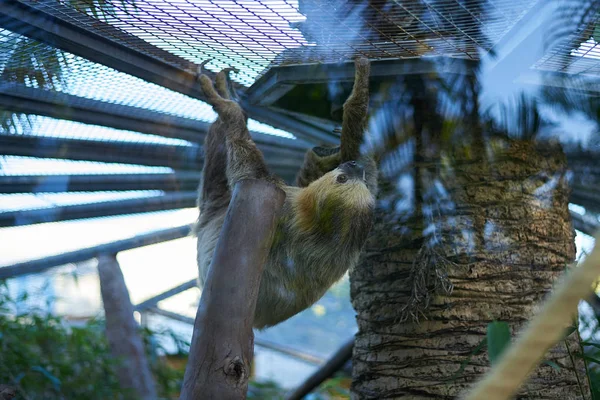 Sloth walking on the ceiling (Choloepus hoffmanni)