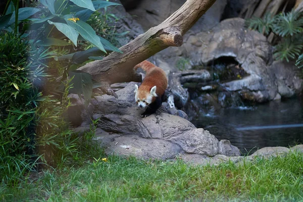 Czerwona Panda na sztucznym środowisku (Ailurus fulgens) — Zdjęcie stockowe