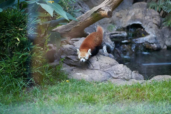 Κόκκινο panda σε ένα τεχνητό περιβάλλον (Ailurus fulgens) — Φωτογραφία Αρχείου