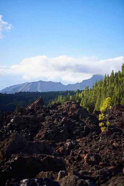 Pinos que crecen en un paisaje volcánico en Tenerife, Islas Canarias, España — Foto de Stock