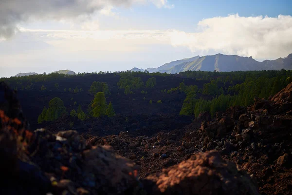 Bosque de pino canario creciendo en rocas volcánicas — Foto de Stock
