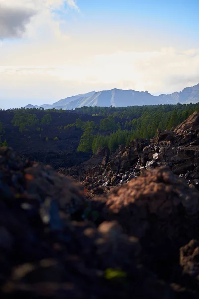 Bosque de pino canario creciendo en rocas volcánicas —  Fotos de Stock