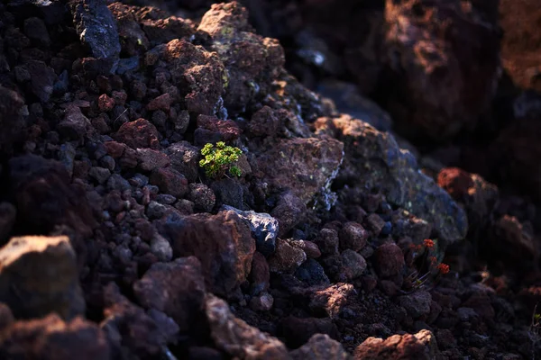 Одно растение, растущее на вулканических скалах — стоковое фото