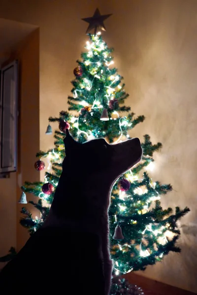 Σιλουέτα σκύλου μπροστά σε χριστουγεννιάτικο δέντρο — Φωτογραφία Αρχείου