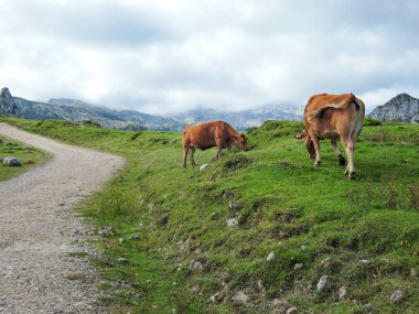 Asturias Picos de Europa kir yolu, İspanya, bazı ile 