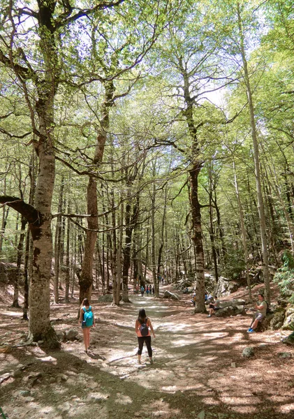 스페인 후에스카의 가을에 키가 큰 숲에서 하이킹을 하는 두 젊은 여성 — 스톡 사진