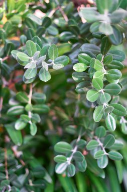 çerçeveyi dolduran zeytin ağacı yaprakları