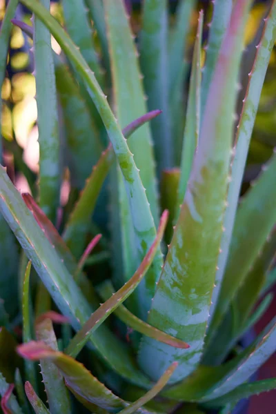 Aloe Vera Pflanze, Detail der Basis — Stockfoto