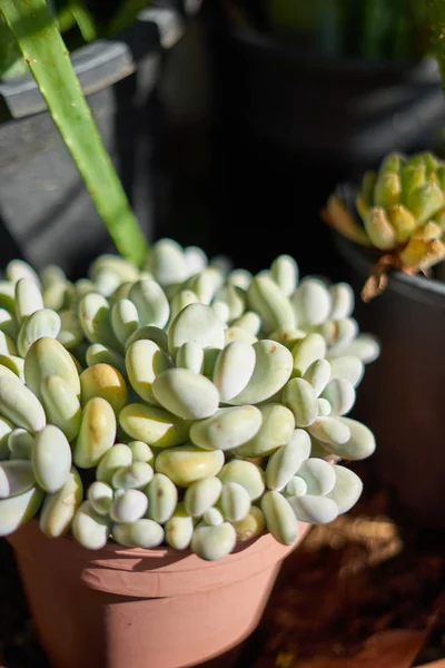 Planta mexicana (Pachyphytum Oviferum) em um vaso de flores — Fotografia de Stock