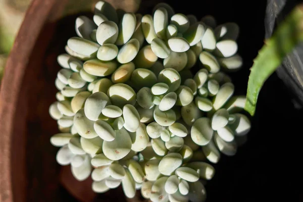 Mexikansk växt (Pachyphytum oviferum) på en blomkruka — Stockfoto