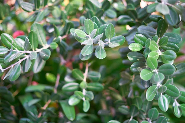 çerçeveyi dolduran zeytin ağacı yaprakları