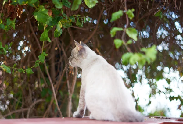 Yeşil bir ağacın önünde beyaz bebek kedi