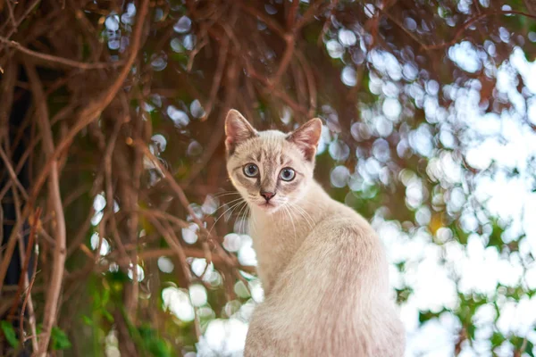 Gato bebê branco na frente de uma árvore verde — Fotografia de Stock