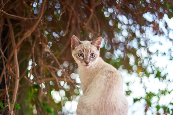 White baby cat in front of a green tree — Stock Photo, Image