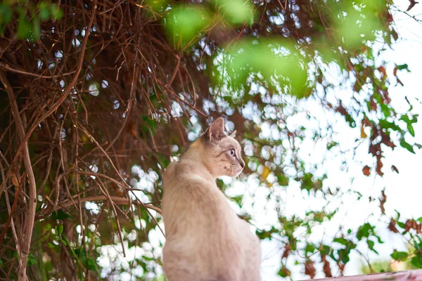 Λευκό μωρό γάτα μπροστά από ένα πράσινο δέντρο — Φωτογραφία Αρχείου