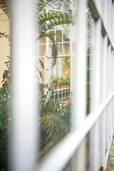 Vista desde el exterior de un invernadero urbano con plantas exóticas — Foto de Stock