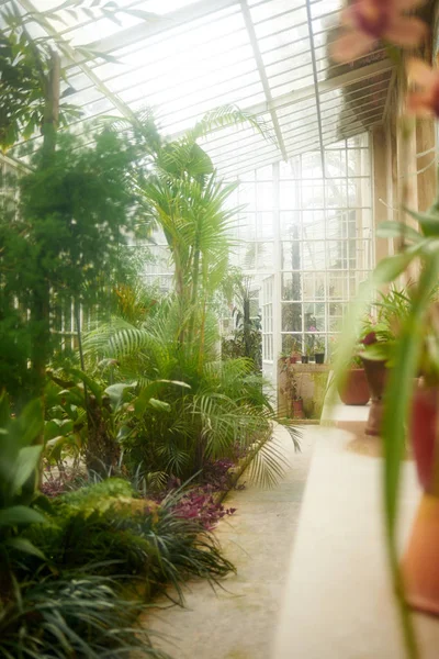 Interior de un invernadero urbano con plantas exóticas — Foto de Stock