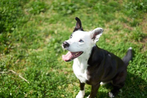 Cão preto e branco em um campo de grama "sorrindo" de baixo — Fotografia de Stock
