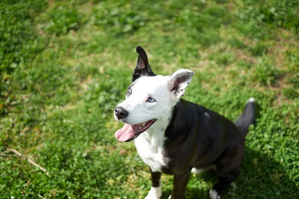 Cão preto e branco em um campo de grama "sorrindo" de baixo — Fotografia de Stock