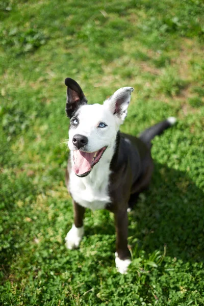 Cane bianco e nero su un campo di erba "sorridente" dal basso — Foto Stock