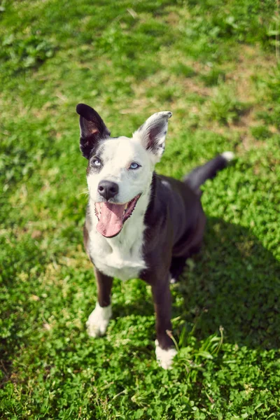 Zwart-witte hond op een grasveld "glimlachend" van onderen — Stockfoto