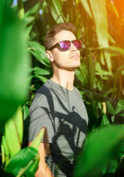 Retrato de un joven con gafas de sol en medio de una plantación de maíz —  Fotos de Stock