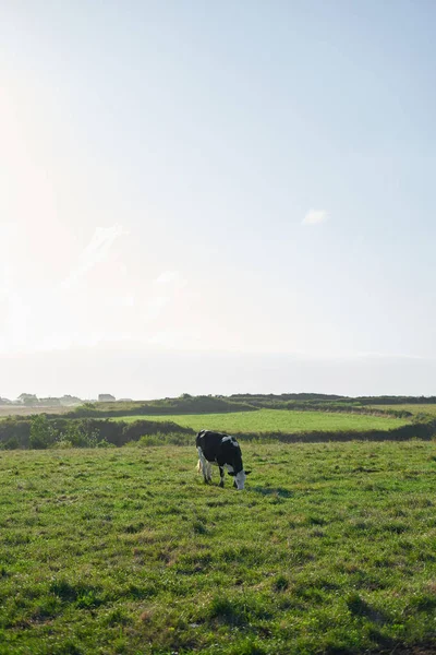 Mucca che mangia erba su un prato vicino al mare in Galizia, Spagna — Foto Stock