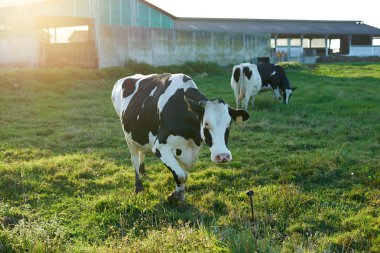 Galiçya' da bir çiftlikte yemek yiyen bir grup, İspanya