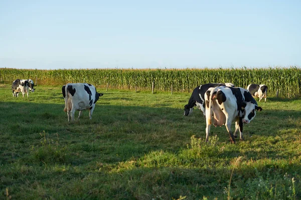 Grupo de vacas a comer num campo na Galiza, Espanha — Fotografia de Stock