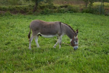Bir çim tarlada eşek