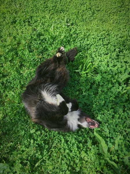 Cão sendo feliz enquanto rola na grama — Fotografia de Stock