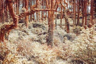 Sonbaharda vahşi bir ormanın detayı