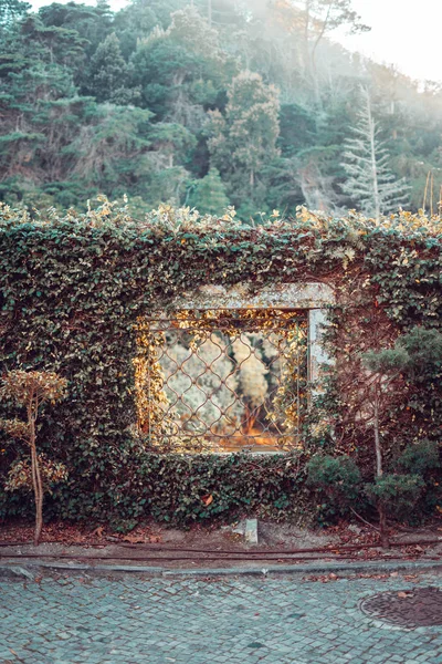 Une fenêtre sur un mur recouvert de végétation — Photo